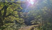 Tour Wandern Metzeral - Le belvédère du 1e Spitzkopf - Photo 16