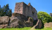Trail Walking Ottrott - Le circuit des 5 châteaux - Photo 19