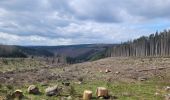 Tour Wandern La Roche-en-Ardenne - rando samrée 19-03-2024 - Photo 2