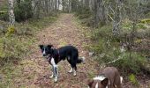 Randonnée Marche Le Tholy - Sentier de la Roche Au Blaireau depuis le gîte  - Photo 12