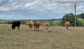 Tour Wandern Sivry-Rance - Taille du Laid, gare de Sivry, ravel, Bout de Sautin. - Photo 1