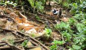 Tour Wandern Petit-Bourg - Guadeloupe - Saut de la Lézarde - Photo 10