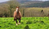 Trail On foot Belle-Isle-en-Terre - Belle Isle en Terre - Le Dresnay - Photo 6