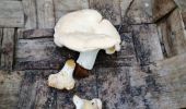 Tocht Stappen Chênex - Chenex champignons - Photo 2