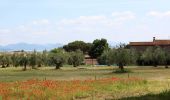 Tocht Te voet Passignano sul Trasimeno - Borgo Torale-Vernazzano-Cima Tuoro-Pischiello - Photo 3