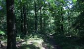 Tour Zu Fuß Eschwege - Premiumweg P3– Blaue Kuppe - Leuchtberge - Photo 7