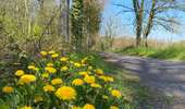 Trail Walking Brunehaut - Les Vergers du Tournaisis - Photo 3