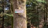 Tocht Paardrijden Badonviller - Tour du lac de pierre percée  - Photo 5