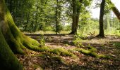 Excursión Motor Tenneville - Tenneville Découvertes - Histoires d'Arbres - Photo 1