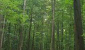 Tour Wandern Sint-Genesius-Rode - 2020-09-01 - Forêt de Soignes- Rhode Saint Genève  - Photo 4