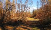 Excursión Senderismo Pierrefonds - en forêt de Compiègne_24_Tournantes sur le Voliard et sur la Fortelle_chaussée Brunehaut - Photo 20