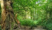 Trail Walking Gerpinnes - Balade dans le bois de Loverval - Photo 8