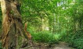 Tocht Stappen Gerpinnes - Balade dans le bois de Loverval - Photo 8