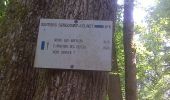 Randonnée A pied Fontainebleau - Sentier Denecourt-Colinet 6 - Photo 10