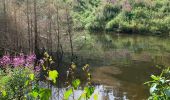 Tocht Stappen La Roche-en-Ardenne - Samree-maboge-Samree - Photo 5