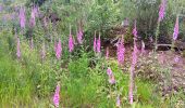 Trail Walking Aywaille - Le tour de septroux - Photo 16