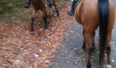 Trail Horseback riding Buriville - buriville pour debaliser avec élodie tiboy vispa tivio - Photo 2