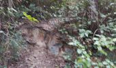 Trail Walking Sanary-sur-Mer - Gros cerveau  - Photo 5