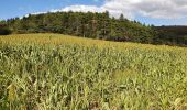 Tour Wandern Sainte-Croix-en-Jarez - Saint Croix en Jarrez - Photo 3
