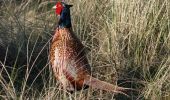 Tocht Te voet Terschelling - Sparrenlaan en Groene Pollen - Photo 3