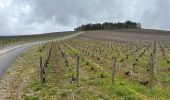 Trail Walking Les Riceys - Ricey bois, cadoles et vignes 13 km - Photo 12