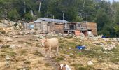 Tour Wandern Ghisoni - Col de Verde vers Pozzi - Photo 1