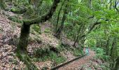 Tour Wandern Ribeira da Janela - Levada  - Photo 10