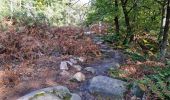 Excursión Senderismo Chamarande - Forêt Départementale du Belvédère à Chamarande - Photo 6