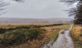 Trail Walking Waimes - CANI-RANDO TOUR ( boucle les caillebotis de la fagne wallonne) - Photo 3