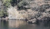 Trail Walking Bormes-les-Mimosas - Piste de l'amandier, petit noyer et vallon du grand noyer  - Photo 1
