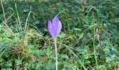 Tour Wandern Saint-Agnan-en-Vercors - Rocher du mas (vercors) - Photo 1