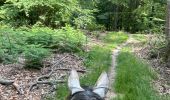 Trail Horseback riding Habay - Forêt de Rulles - Photo 10