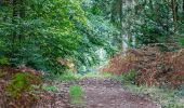 Tour Zu Fuß Haltern am See - Vogelsheide Rundweg A1 - Photo 3