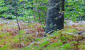 Tour Zu Fuß Haltern am See - Vogelsheide Rundweg A1 - Photo 8