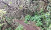 Trail Walking Arco da Calheta - Levada do 25 fontes - Photo 2