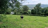 Tour Wandern Amel - La rivière d'or (9km) - Photo 14