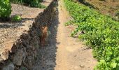 Trail Walking Port-Vendres - Rando Port Vendres du 23/07/2021 - Photo 2