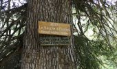 Trail Walking Manigod - Lac Charvin - Photo 6