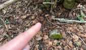 Excursión  Vesancy - Prospection morilles - Photo 1