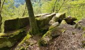 Trail Walking Saverne - Saverne : rocher Rappenfels - grotte St Vit - château Greifenstein - Photo 7