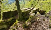 Tocht Stappen Saverne - Saverne : rocher Rappenfels - grotte St Vit - château Greifenstein - Photo 7