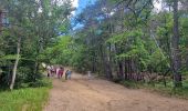Excursión Senderismo Fontainebleau - Boucle 20 km Fontainebleau vert galant - Photo 12