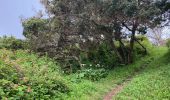 Tocht Stappen Horta (Angústias) - Horta, Faial: Monte Queimado et Monte da Guia (PRC 08 FAI) - Photo 4