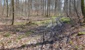 Tocht Stappen Villers-Cotterêts - Abbaye, fontaine en forêt  - Photo 6