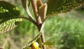 Randonnée Marche Trooz - autour de Prayon (si on m avait dit ...) - Photo 11