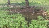 Trail Trail Sainte-Anne - Saint Anne  - Photo 2
