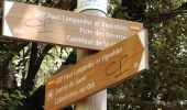 Trail Walking Saint-Martin-de-l'Arçon - le Caroux - Photo 18
