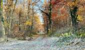Randonnée Marche Saint-Jean-aux-Bois - en forêt de Compiègne_44_sur les Routes du Moulin et de Berne - Photo 12