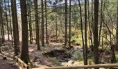 Trail Walking Waimes - Peak brune - Photo 4