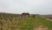 Trail Walking Vougeot - Clos Vougeot - Photo 2